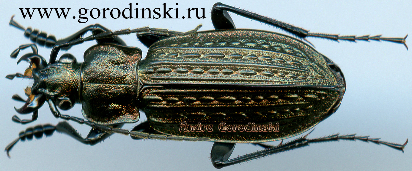 http://www.gorodinski.ru/carabus/Carabus granulatus corticalis.jpg